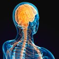 What does a chiropractor do for the nervous system?